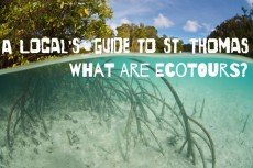 A Local's Guide to St. Thomas: What are Ecotours?