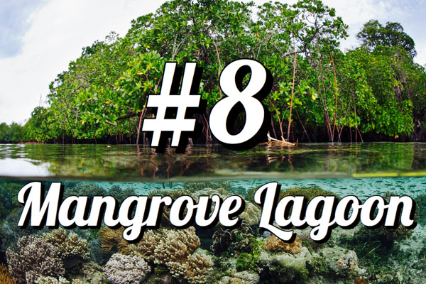 Kayak Hike and Snorkle in the St Thomas Mangrove Lagoon Kayak Hike and Snorkle in the St Thomas Mangrove Lagoon