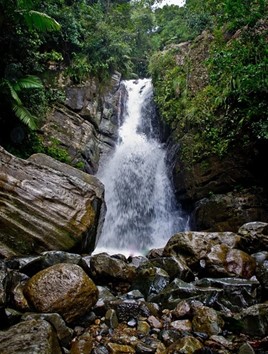 El Yunque Rainforest, Rio Grande, Puerto Rico