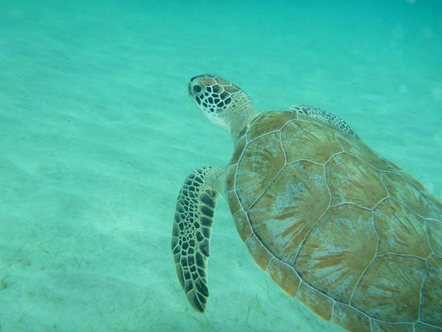 Snorkeling Tours St Thomas Snorkeling Tours St Thomas