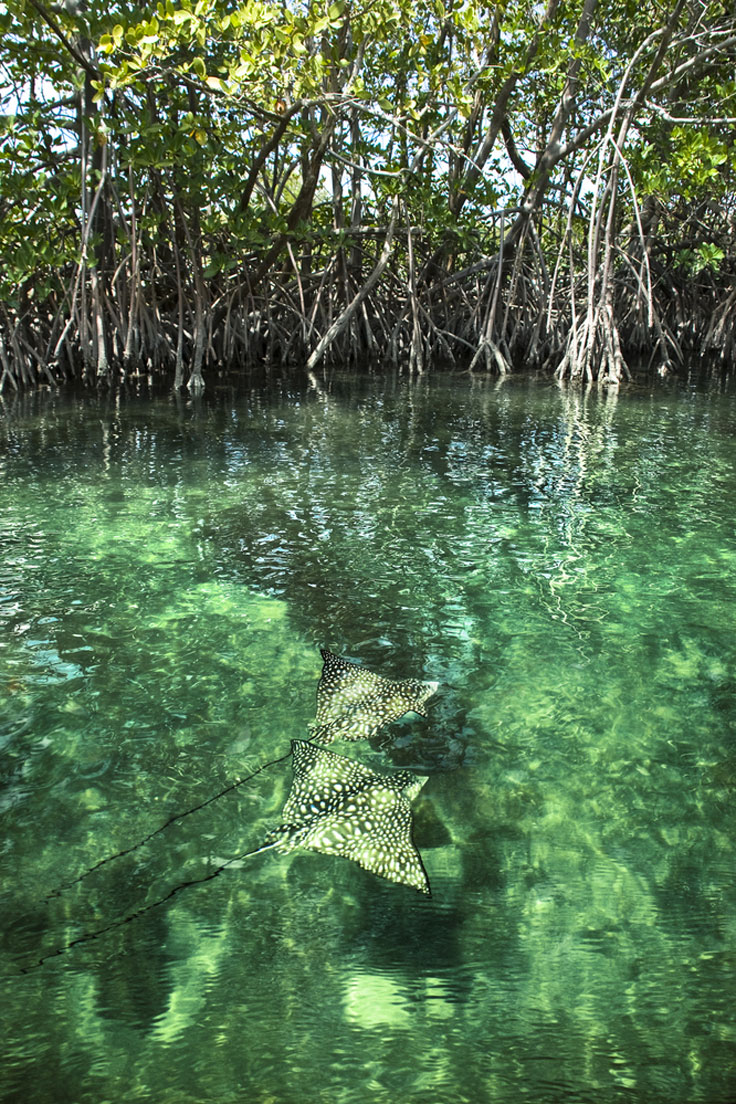 St. Thomas Mangrove Lagoon And Cas Cay Kayak, Hike, And Snorkel Tour