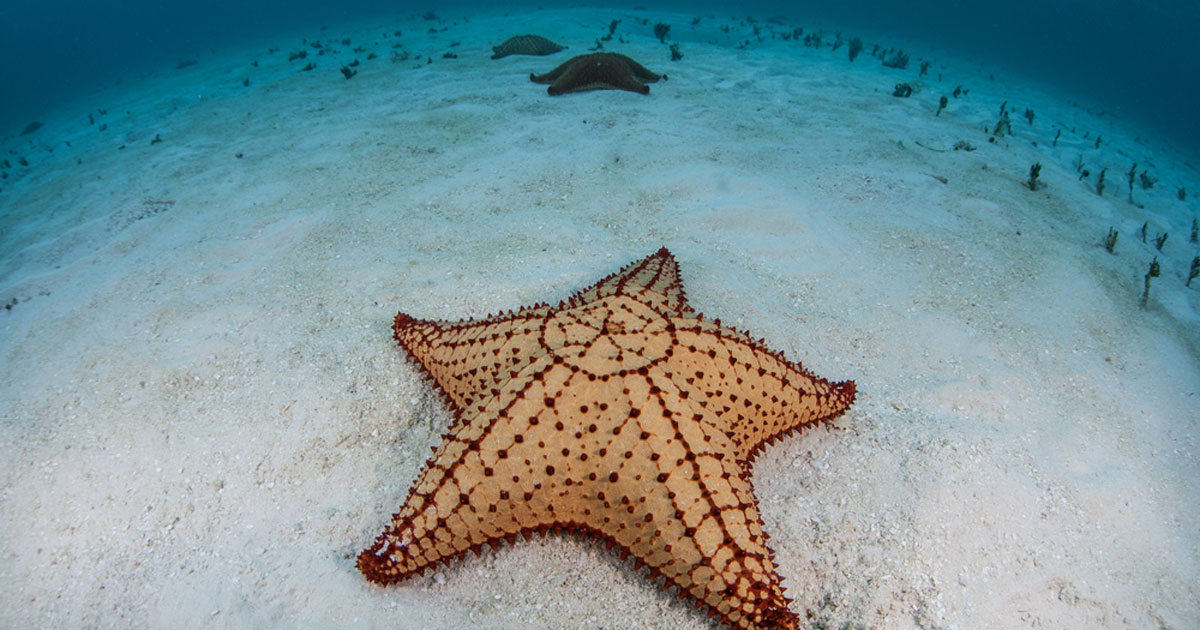 Henley Cay St John Kayaking And Snorkeling Tour