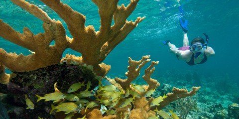 Caneel Bay and Henley Cay Ecotours with Lunch