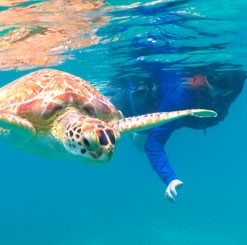 thomas st snorkeling kayak snorkel turtle lunch sea tour