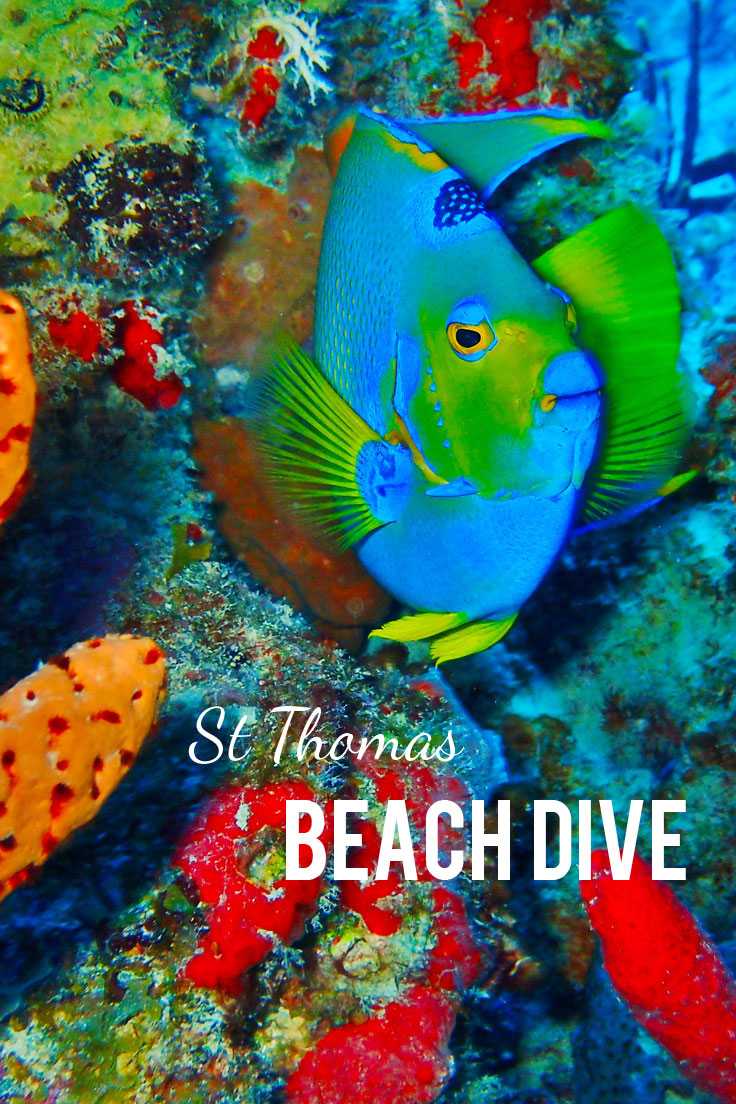 Coki Beach Scuba Dive in St. Thomas