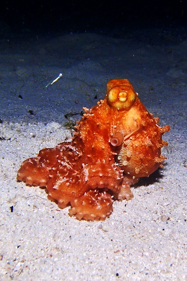 Coki Beach Night Scuba Dive in St. Thomas